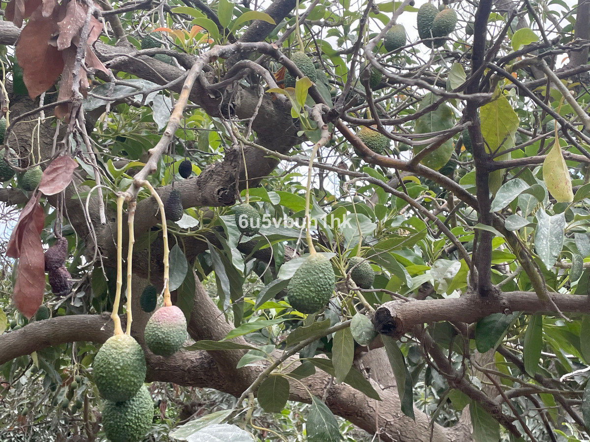 Finca for sale in Coín