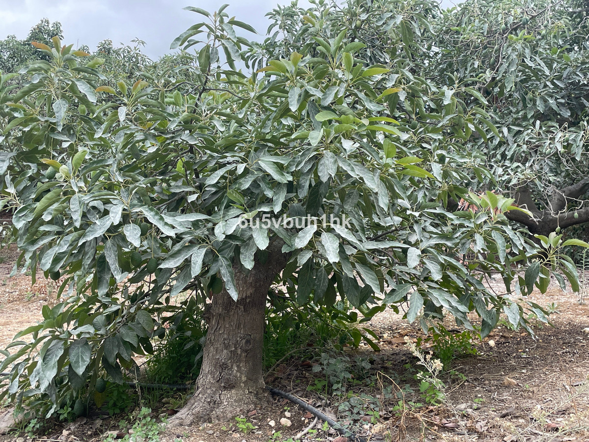 Finca for sale in Coín