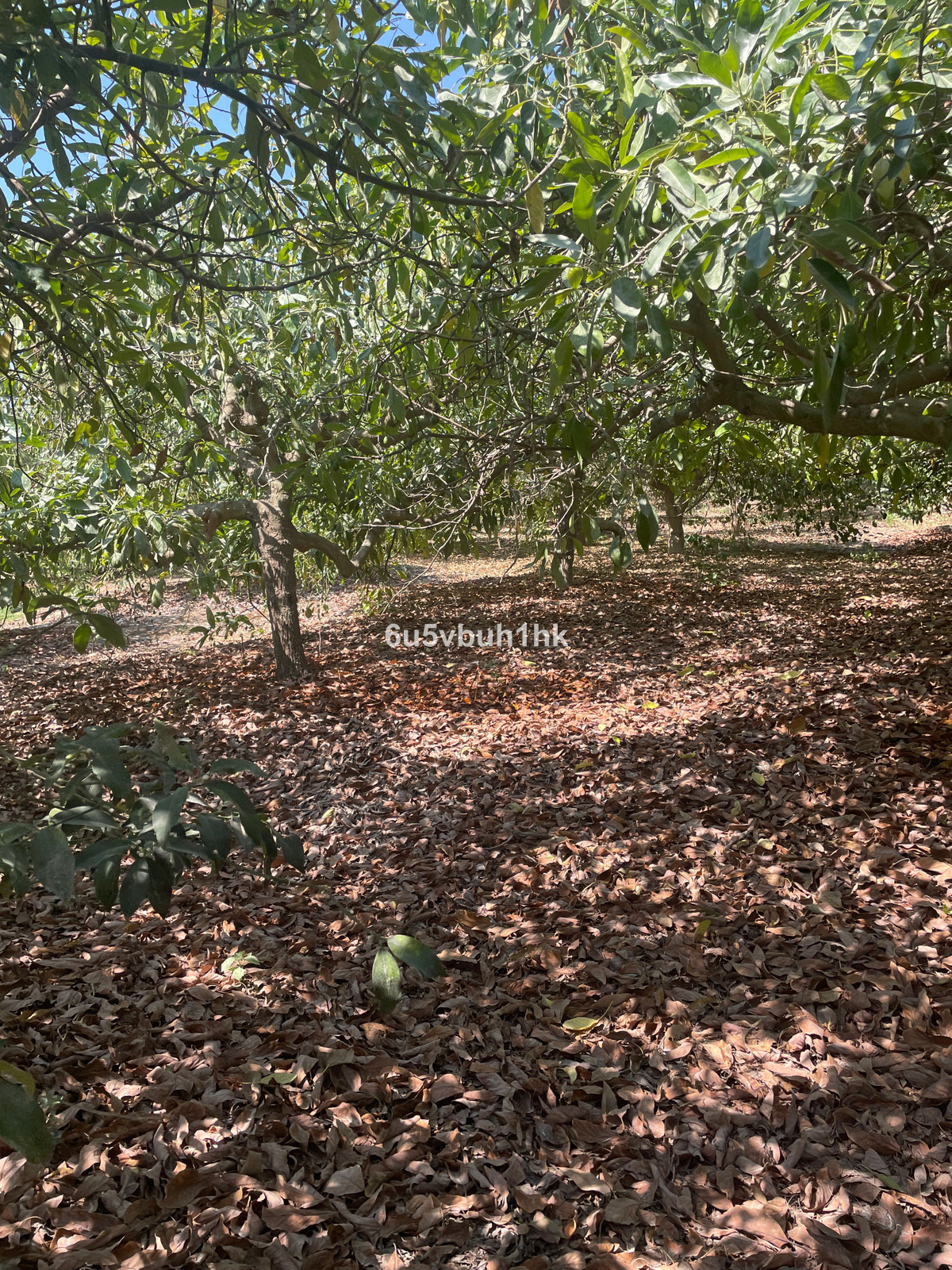 Finca for sale in Coín