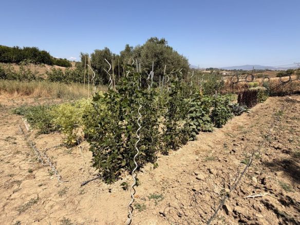 Finca for sale in Alhaurín el Grande