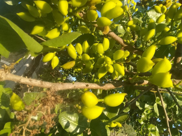 Finca for sale in Monda
