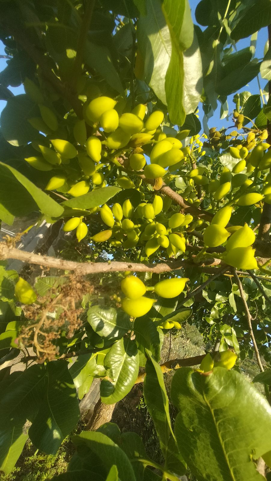 Finca for sale in Monda