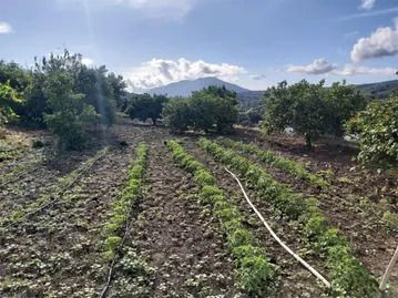 Finca for sale in Coín