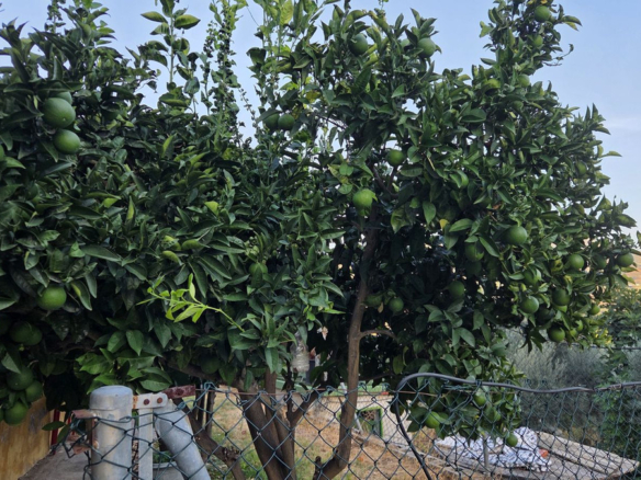 Finca for sale in Ojén