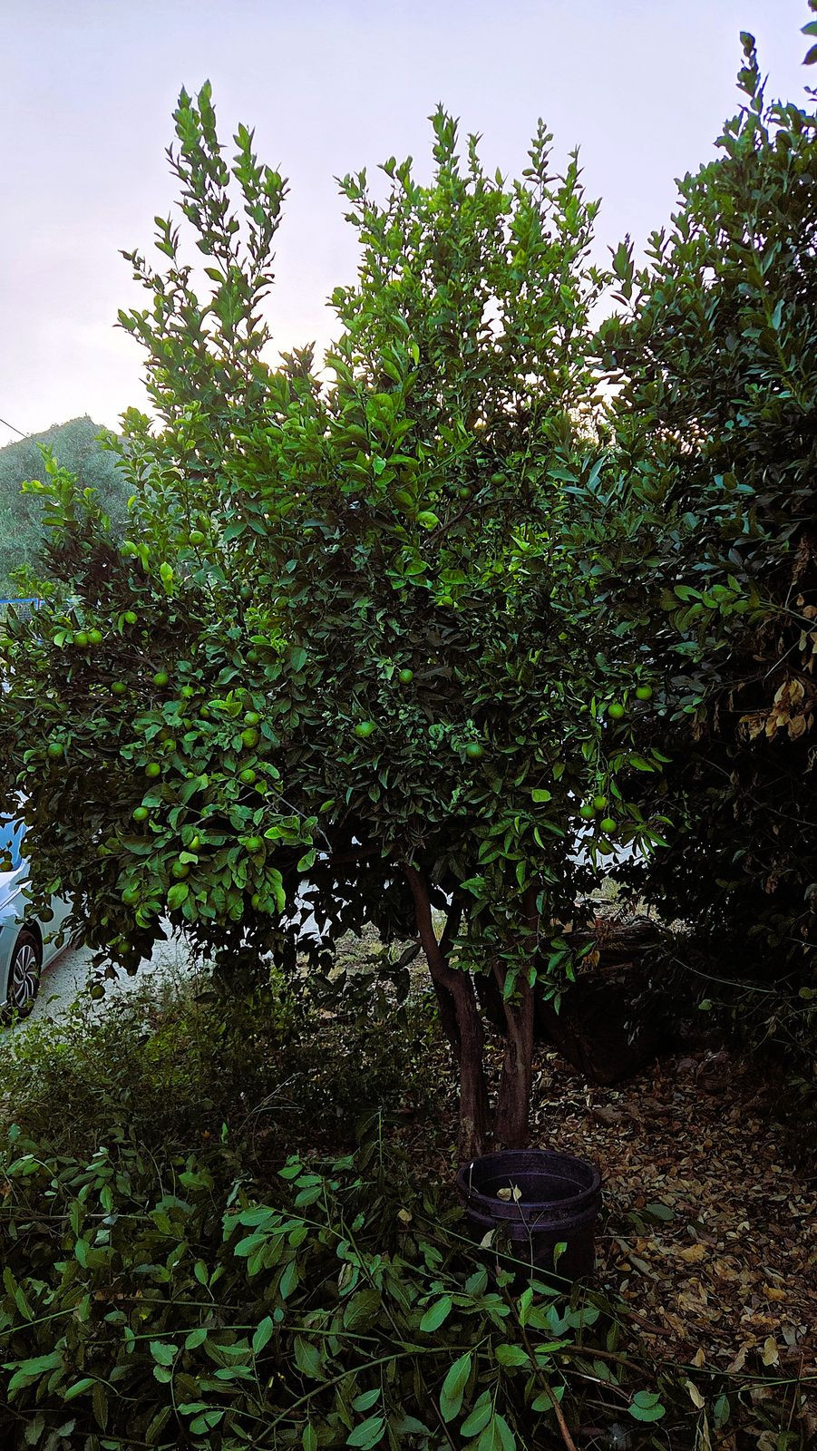 Finca for sale in Ojén