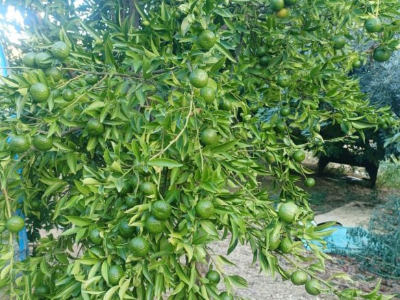 Finca for sale in Ojén