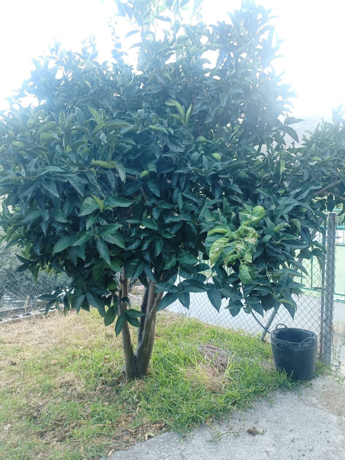 Finca for sale in Ojén