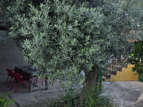 Finca for sale in Ojén