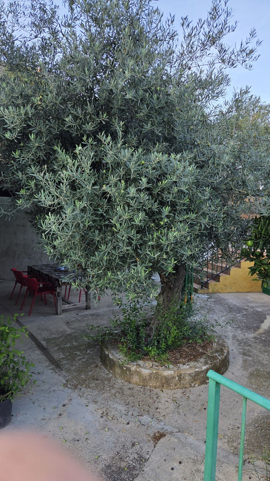 Finca for sale in Ojén